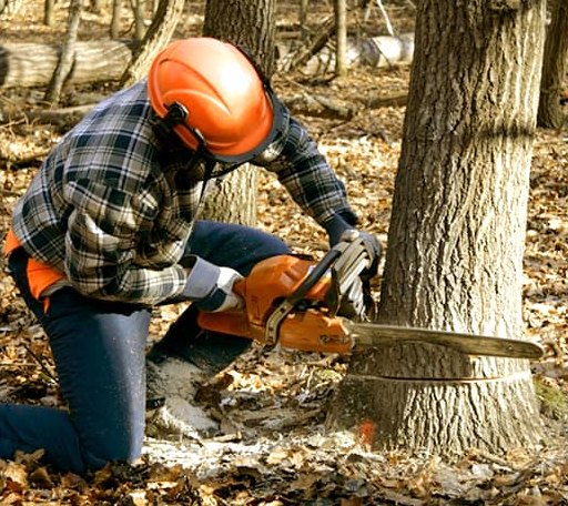 Tree Removal in Crosby, MS